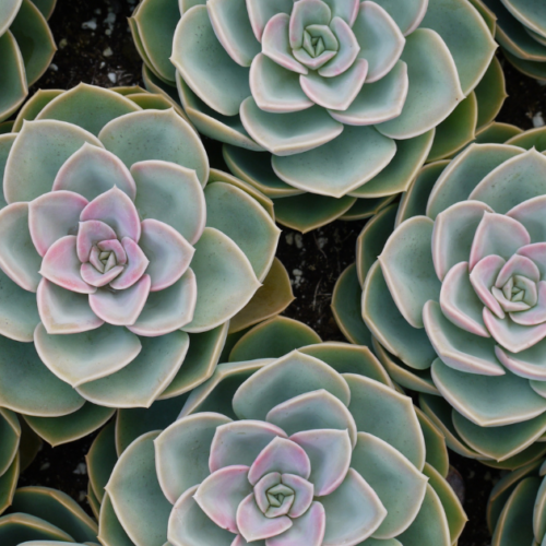 The Wonders of Succulents: More Than Just Low-Maintenance Beauties